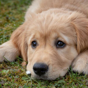 Adopt a Golden Retriever (Full Step-by-Step Guide)