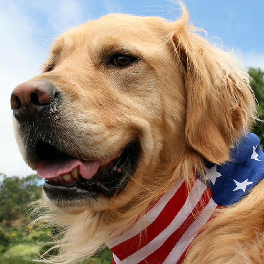 Everything To Know About American Golden Retrievers