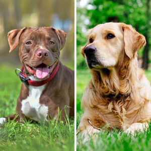 American Pit Bull Terrier VS Golden Retriever: 19 Differences