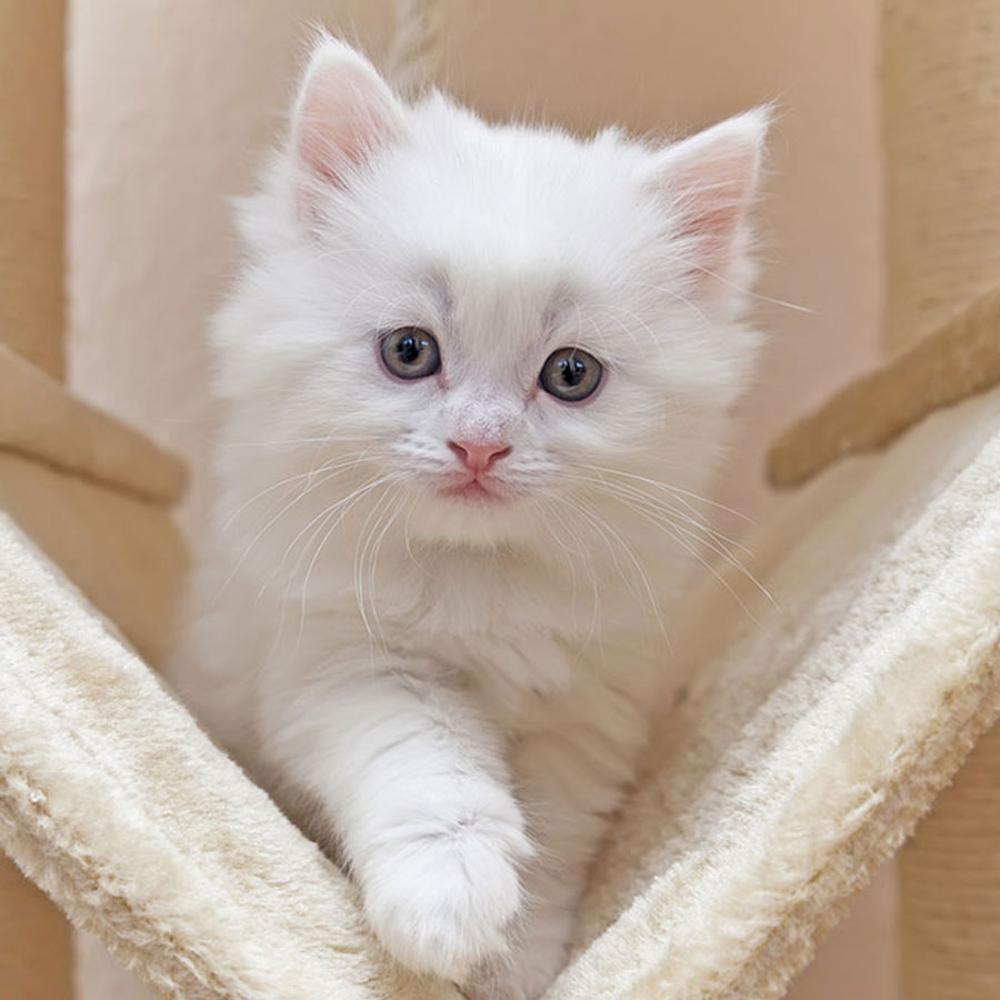 Are Cat Trees Safe For Kittens?