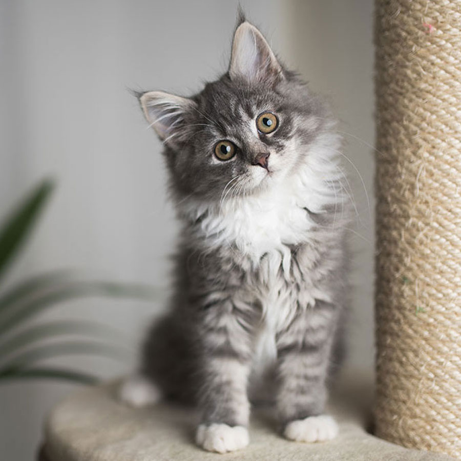 Are Scratching Posts Good For Kittens?