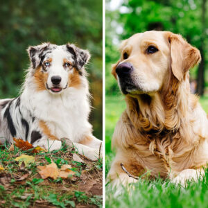 Australian Shepherd Golden Retriever Mix