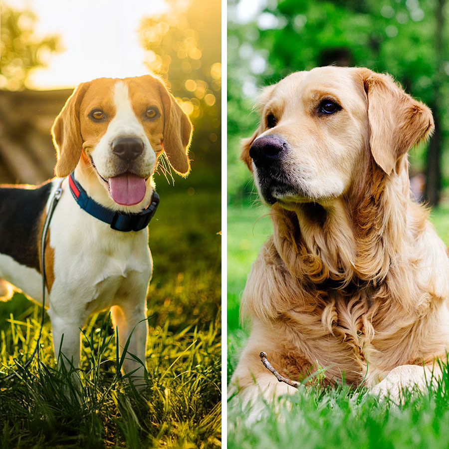 Beagle VS Golden Retriever: 19 Differences