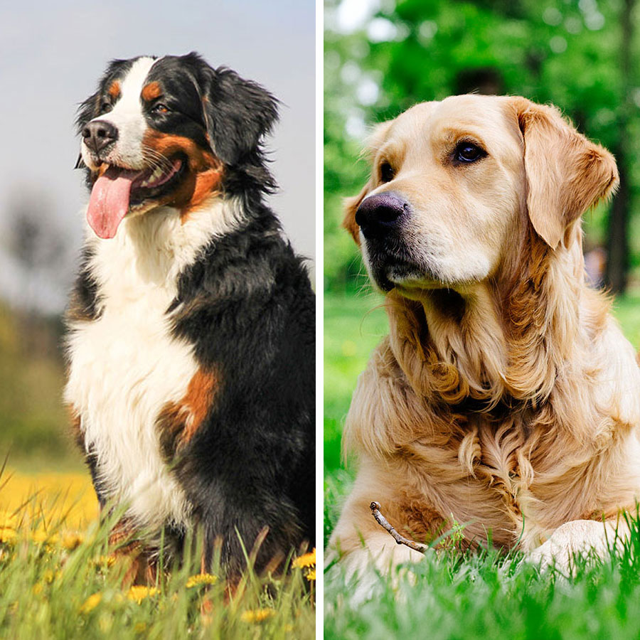 Bernese Mountain Dog VS Golden Retriever: 19 Differences