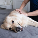 Best Age To Neuter a Male Golden Retriever