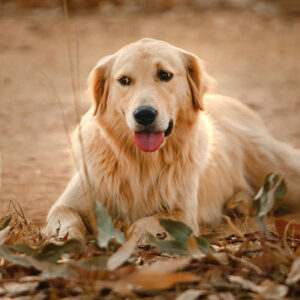 Best Age To Spay Female Golden Retriever