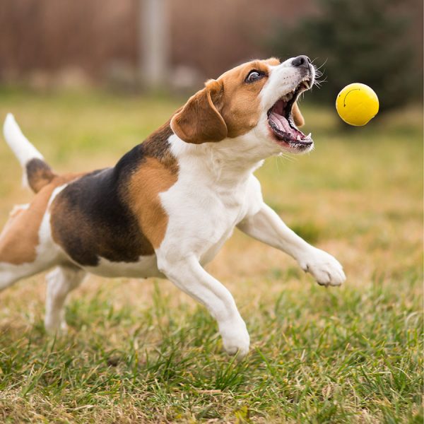 automatic dog ball thrower