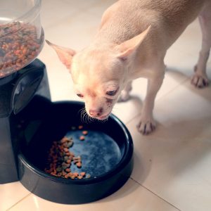 Best Automatic Dog Feeder