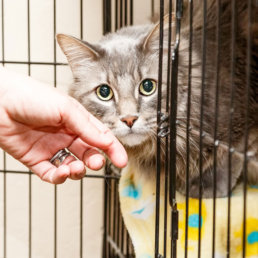 Best Cat Cage • Reviews & Buying Guide