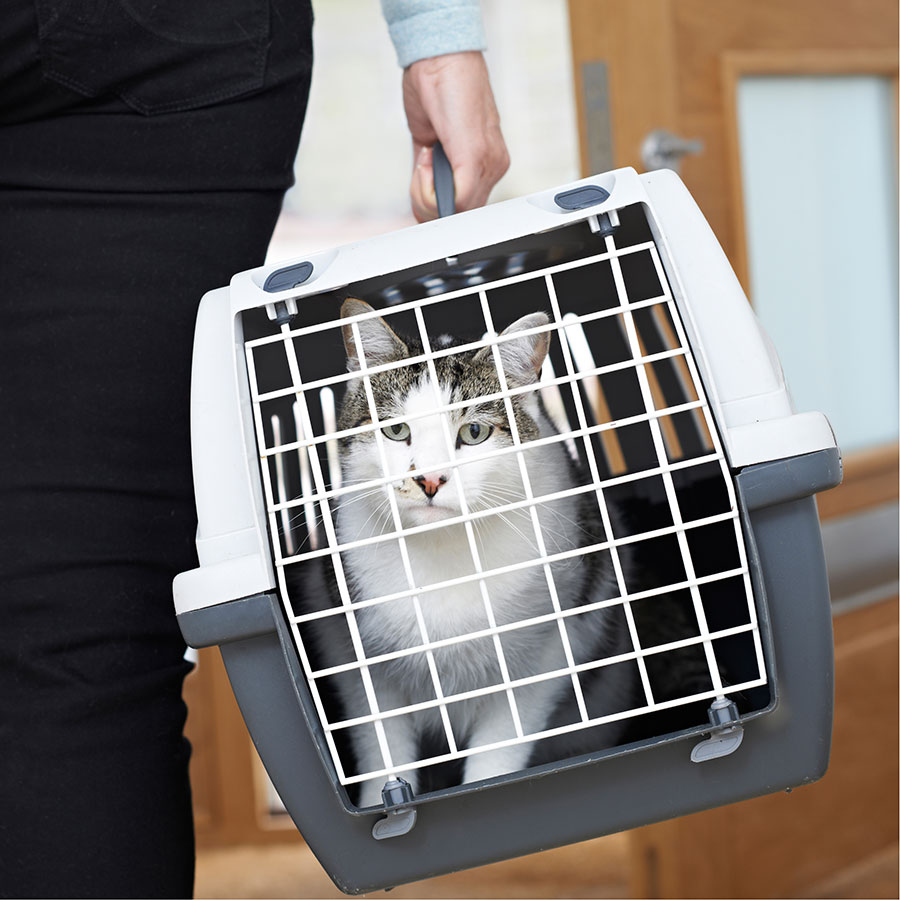 Best Cat Carrier • Reviews & Buying Guide