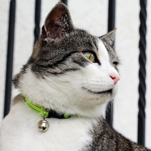 Best Cat Collar