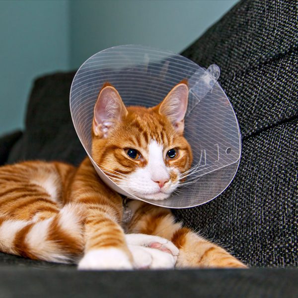 alternative to cone after cat spay