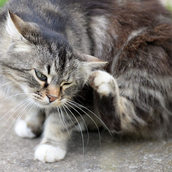 Best Cat Flea Treatment