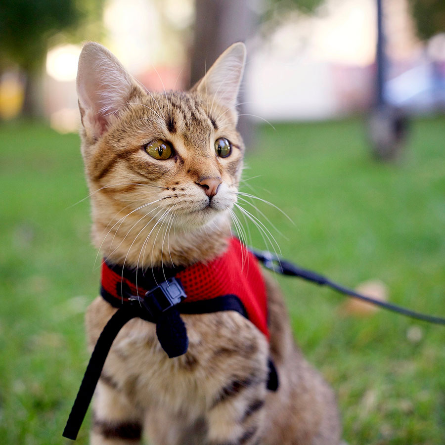 pet clever cat harness