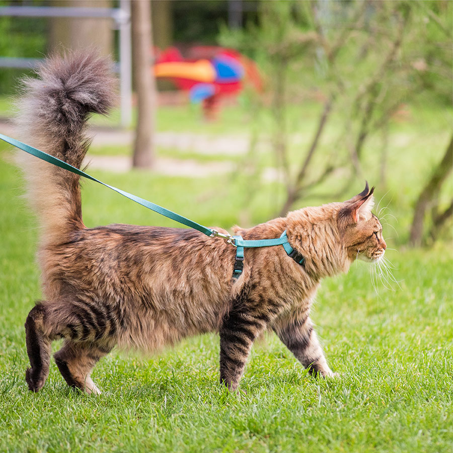 Best Cat Leash • Reviews & Buying Guide