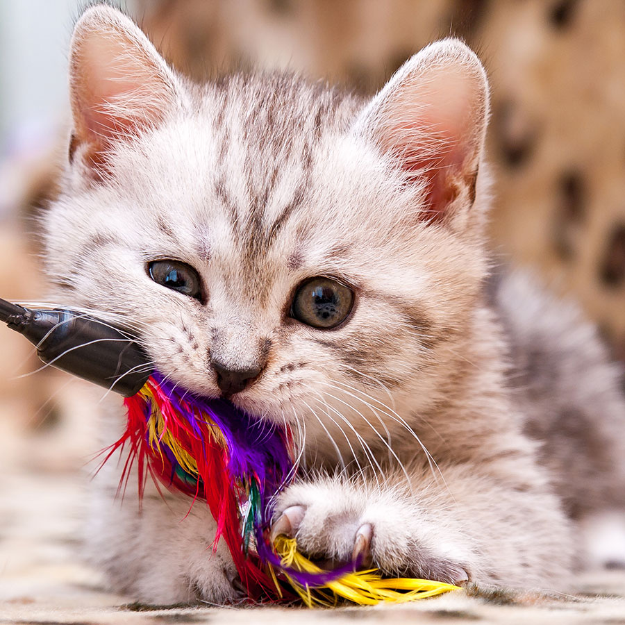 Best Cat Toy • Reviews & Buying Guide