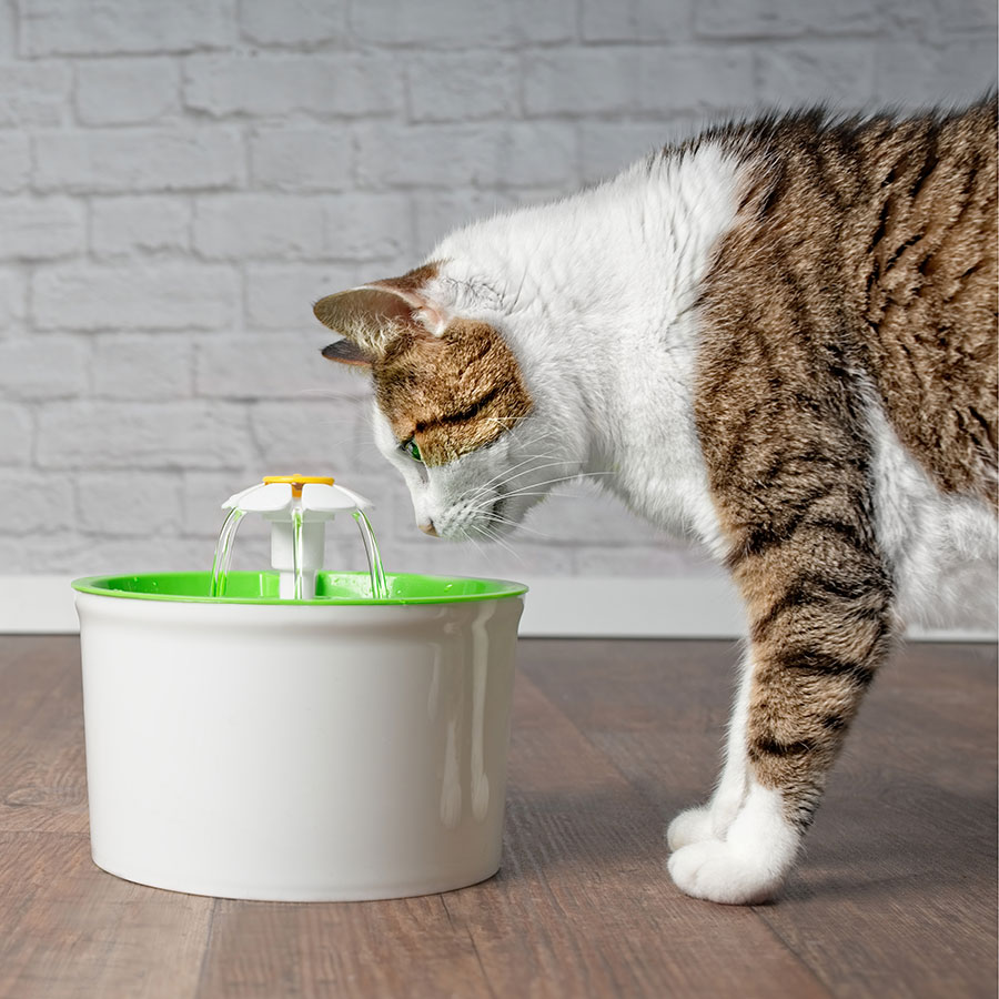 Best Cat Water Fountain • Reviews & Buying Guide