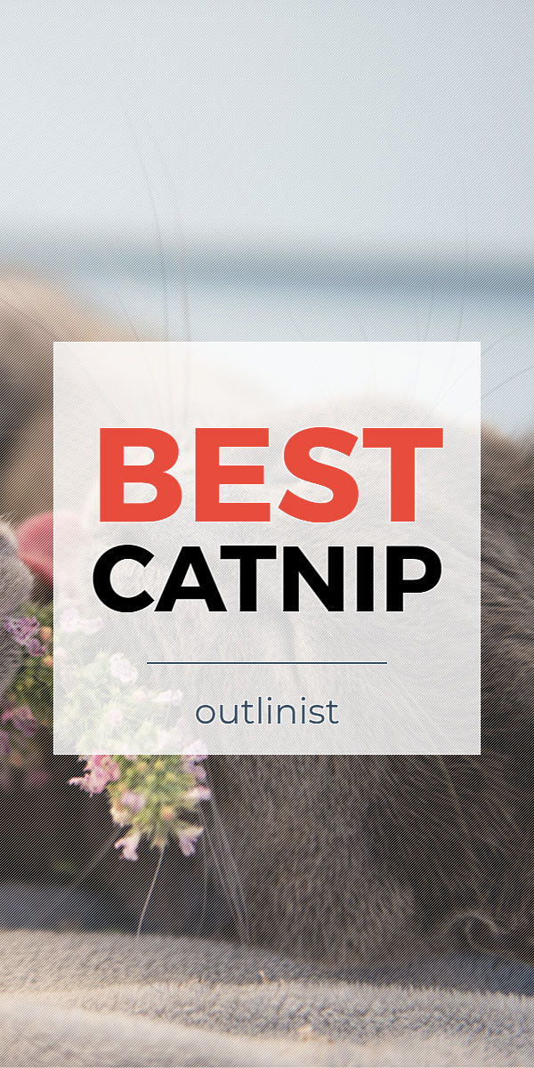 Best Catnip • Reviews & Buying Guide