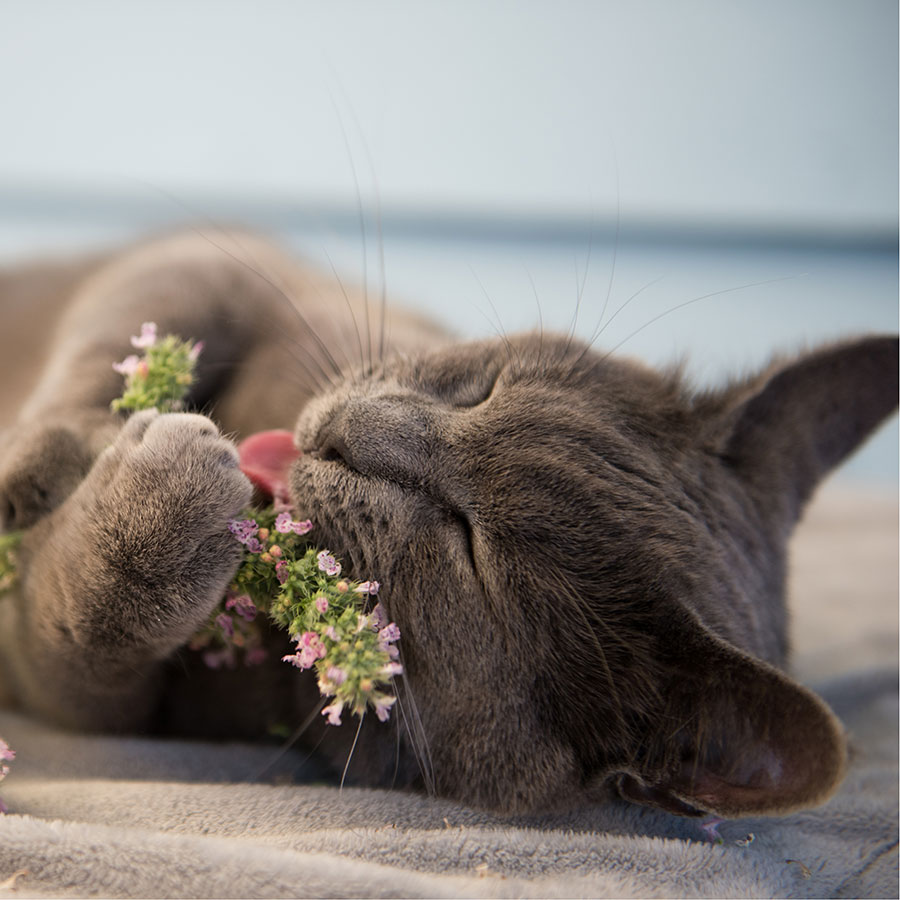 Best Catnip • Reviews & Buying Guide