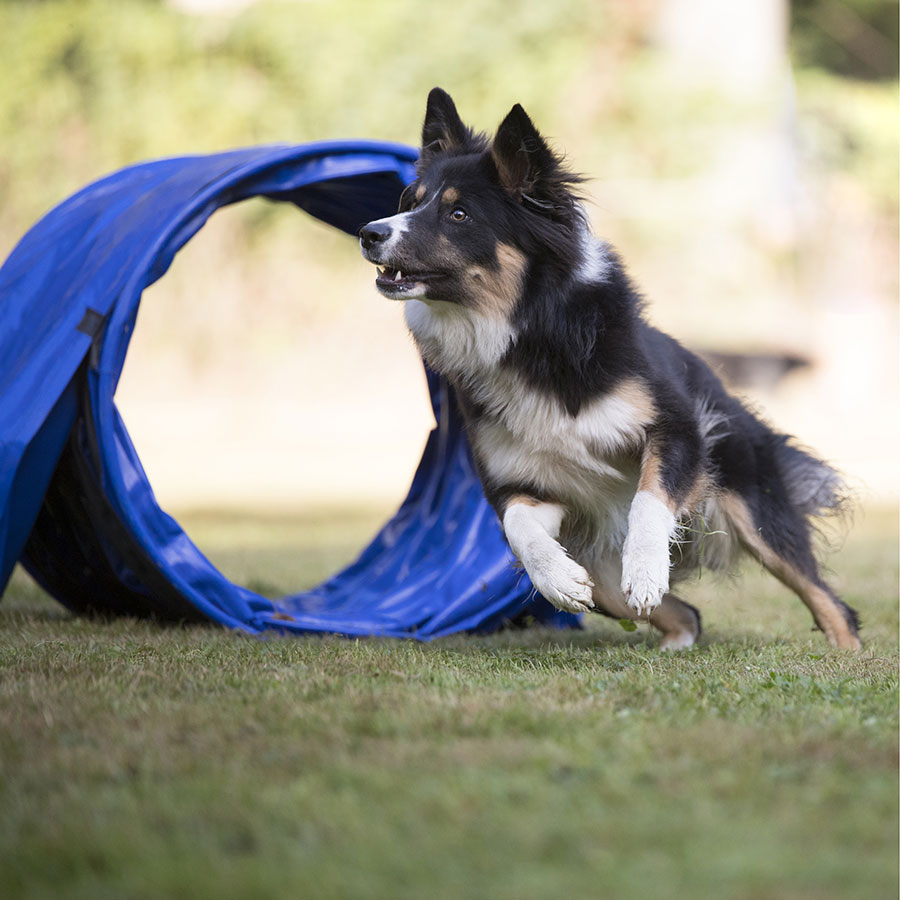 large dog agility tunnel