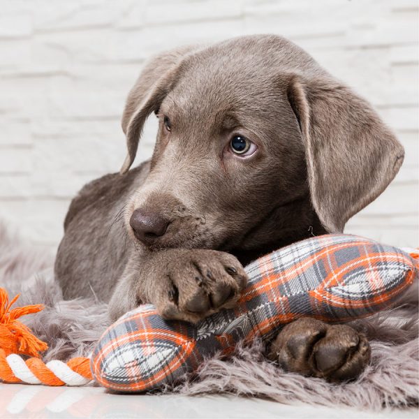 Best Dog Anxiety Jacket