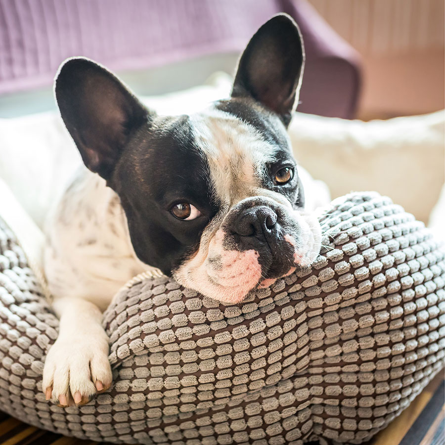 Best Dog Bed • Reviews & Buying Guide