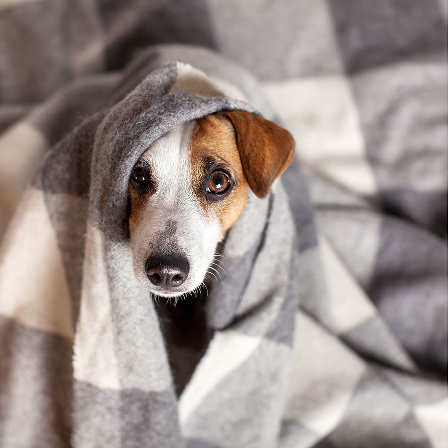 Best Dog Blanket • Reviews & Buying Guide