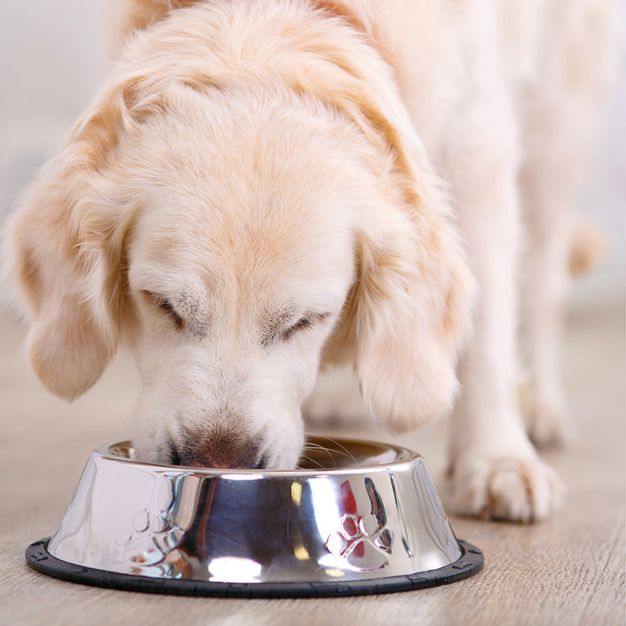 Best Dog Bowl • Reviews & Buying Guide