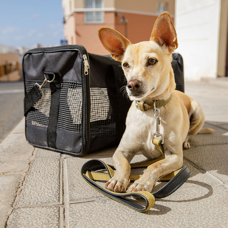 Best Dog Carrier • Reviews & Buying Guide