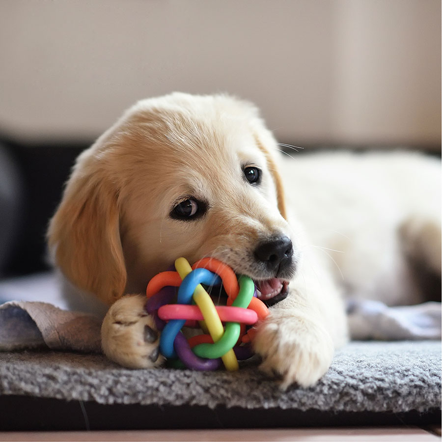 Best Dog Chew Toy • Reviews & Buying Guide