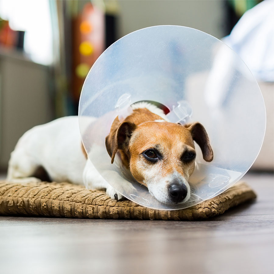 Best Dog Cone • Reviews & Buying Guide