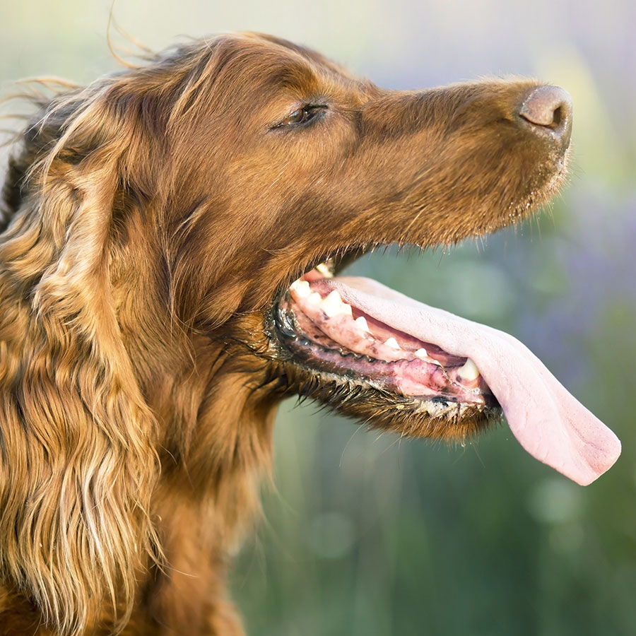 Best Dog Cooling Pad • Reviews & Buying Guide