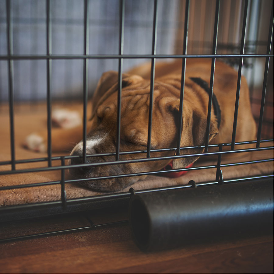 Best Dog Crate • Reviews & Buying Guide