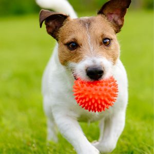 Best Dog Fetch Toy