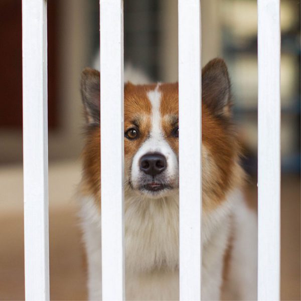 Best Dog Gate