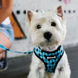 Best Dog Harness