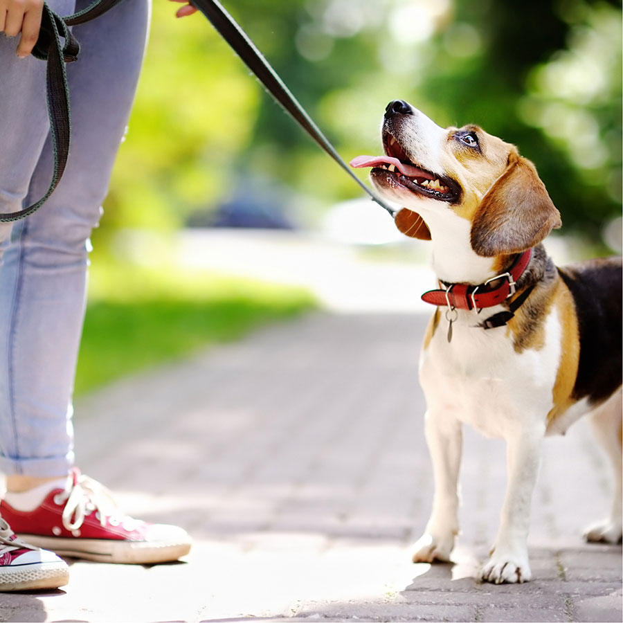 Best Dog Leash • Reviews & Buying Guide