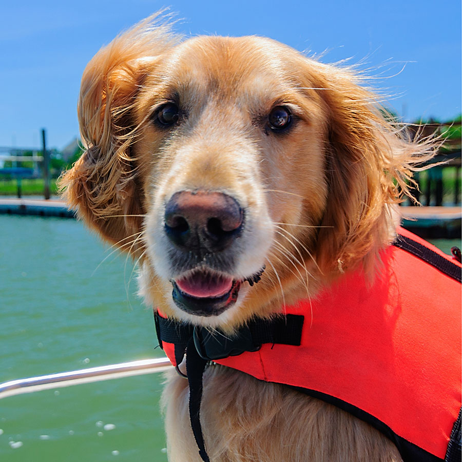 Best Dog Life Jacket • Reviews & Buying Guide