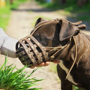 Best Dog Muzzle