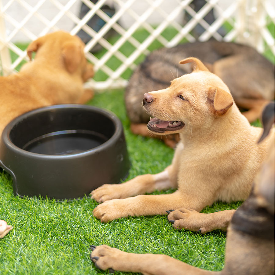 Best Dog Playpen • Reviews & Buying Guide