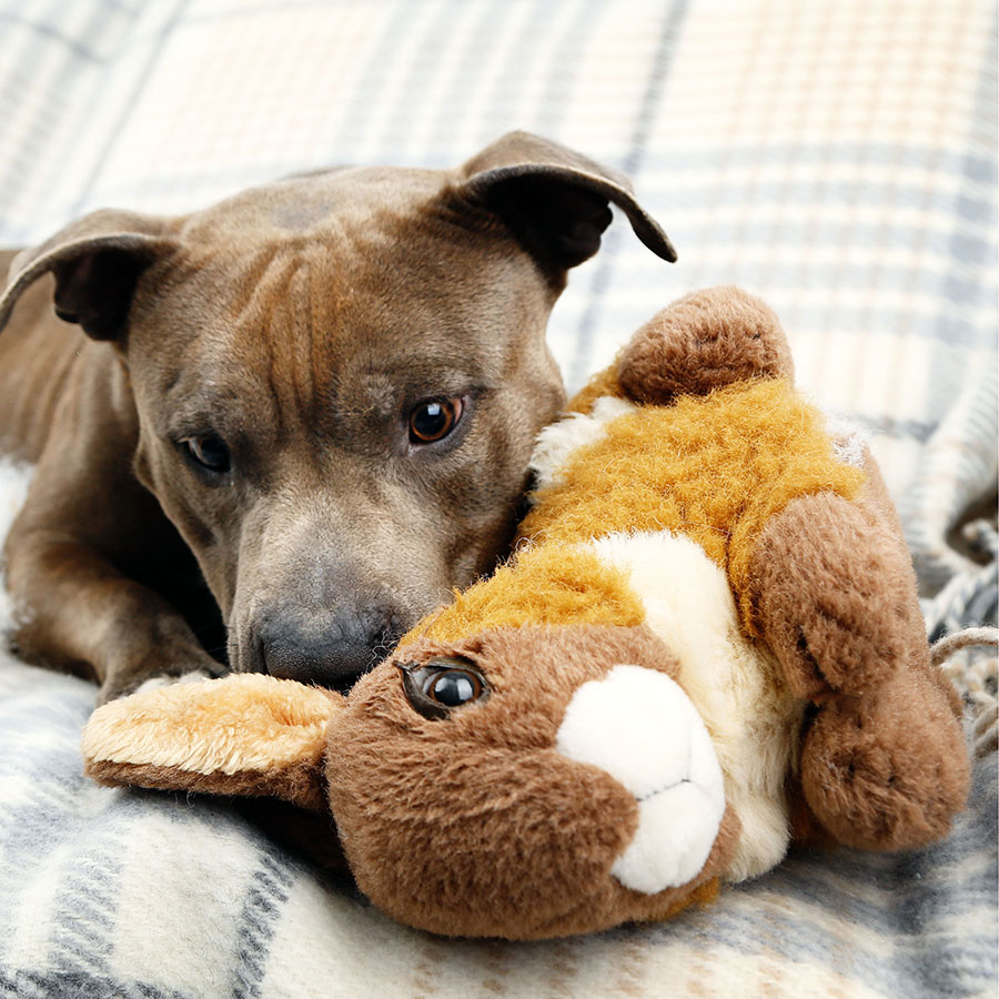 Best Dog Plush Toy • Reviews & Buying Guide