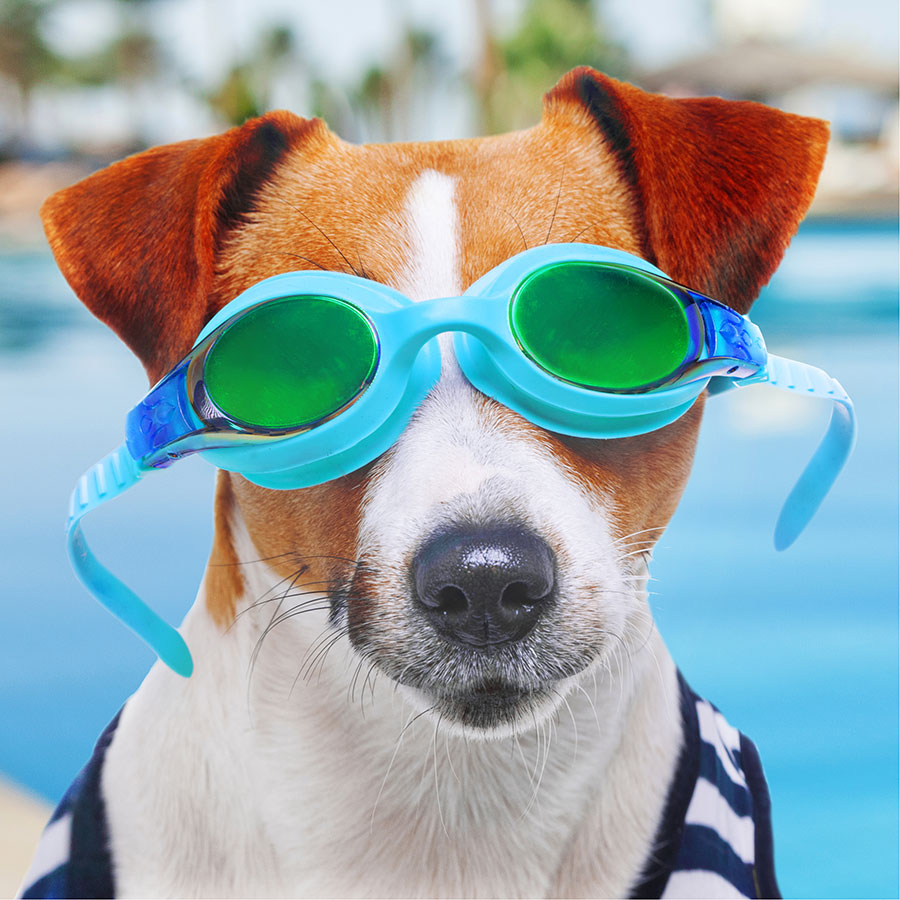 Best Dog Pool • Reviews & Buying Guide