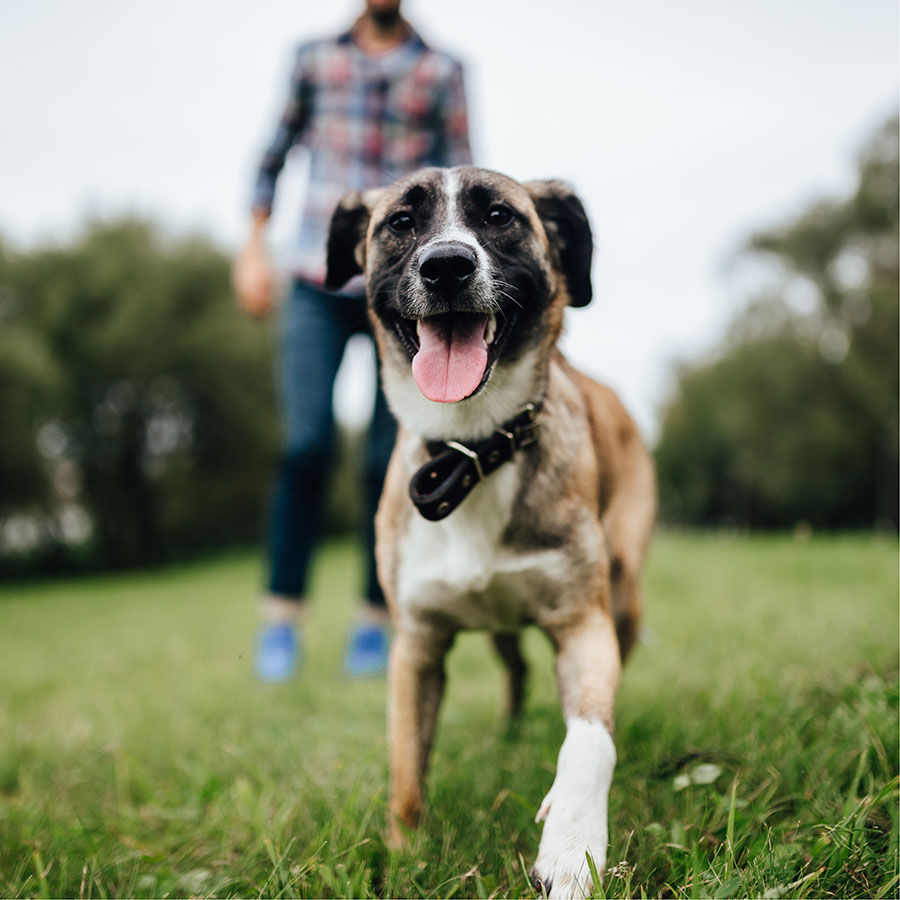 Best Dog Training Collar • Reviews & Buying Guide