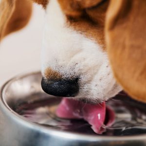 Best Dog Water Fountain