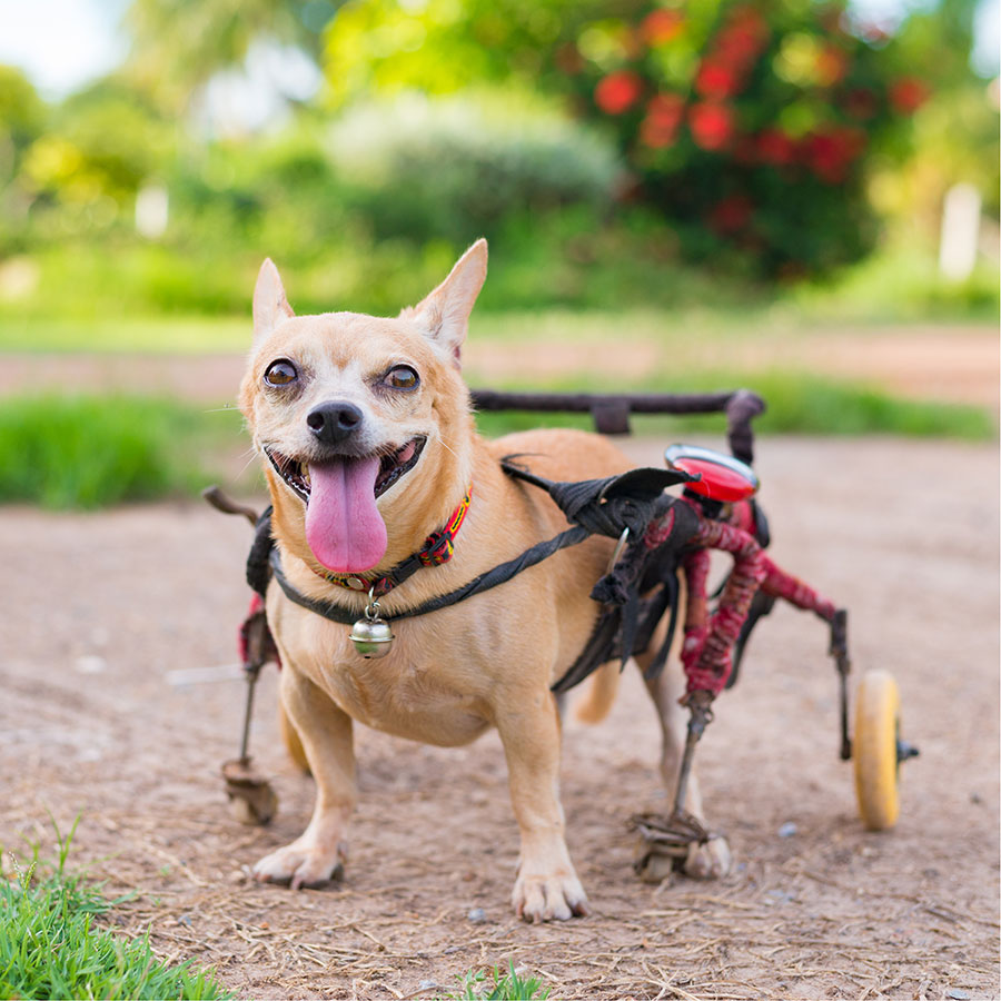 Best Dog Wheelchair • Reviews & Buying Guide