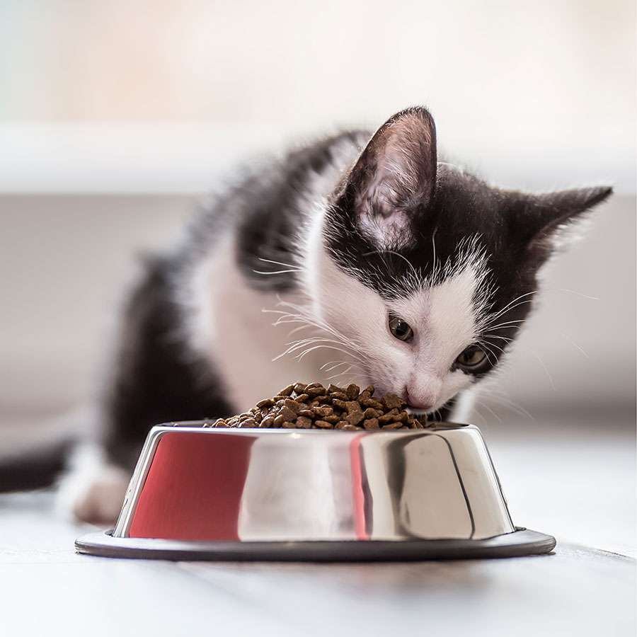 Best Kitten Food • Reviews & Buying Guide