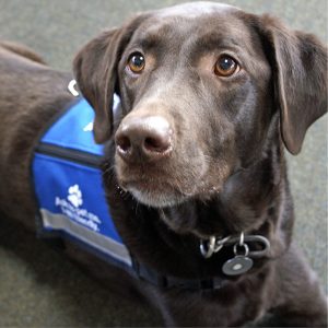 Best Service Dog Vest