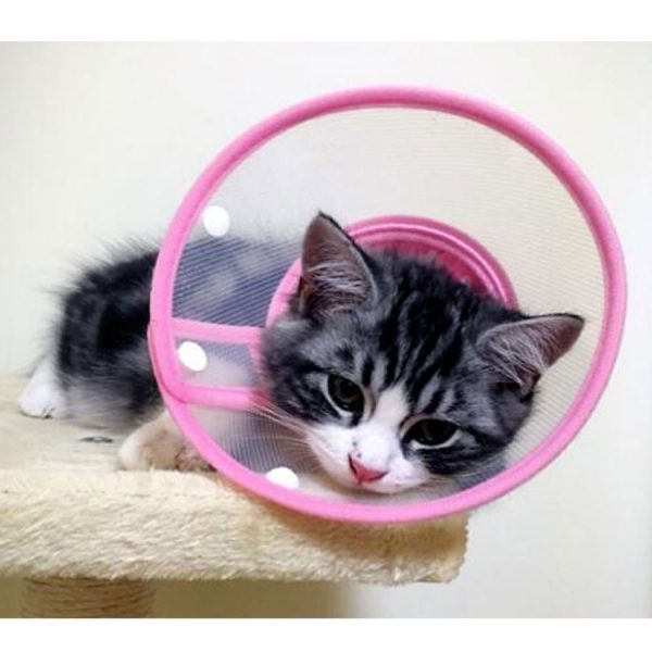 soft cat cone collar