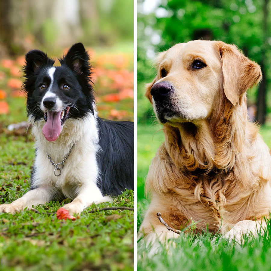 Border Collie Golden Retriever Mix