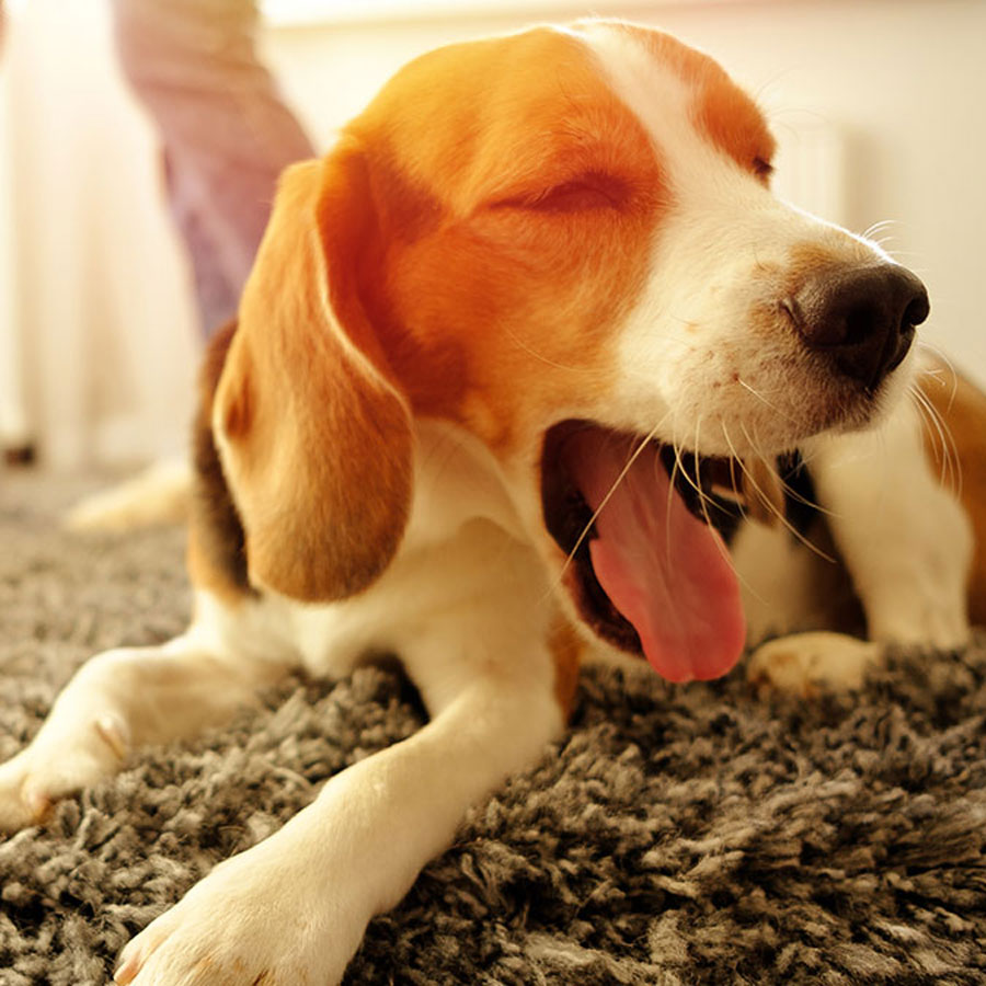 Can Carpet Cleaners Make Dogs Sick?